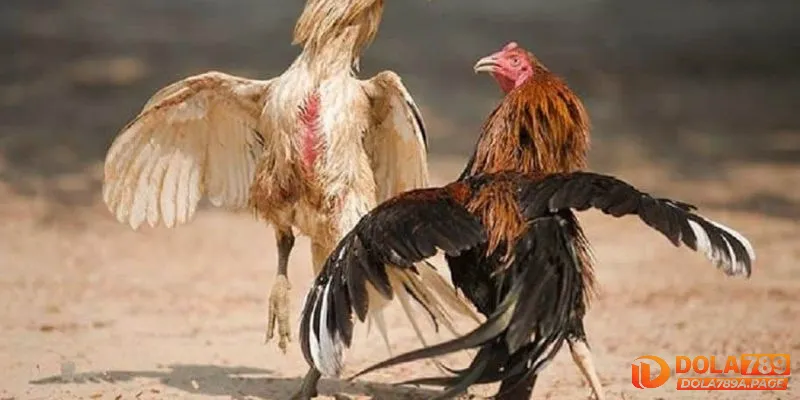 Đá gà cựa dao - Kỹ thuật & những đòn đánh hiểm hóc nhất 2 Đá gà cựa dao là gì?