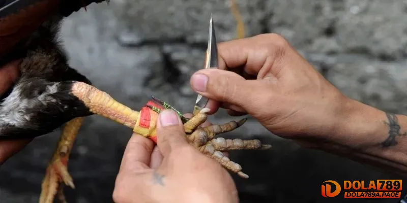 Đá gà cựa dao - Kỹ thuật & những đòn đánh hiểm hóc nhất 1 Đá Gà Cựa Dao