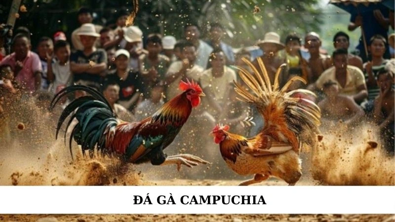 Đá gà Campuchia mới nhất - Trực tiếp kèo hay từ bồ gà 1 Đá gà Campuchia