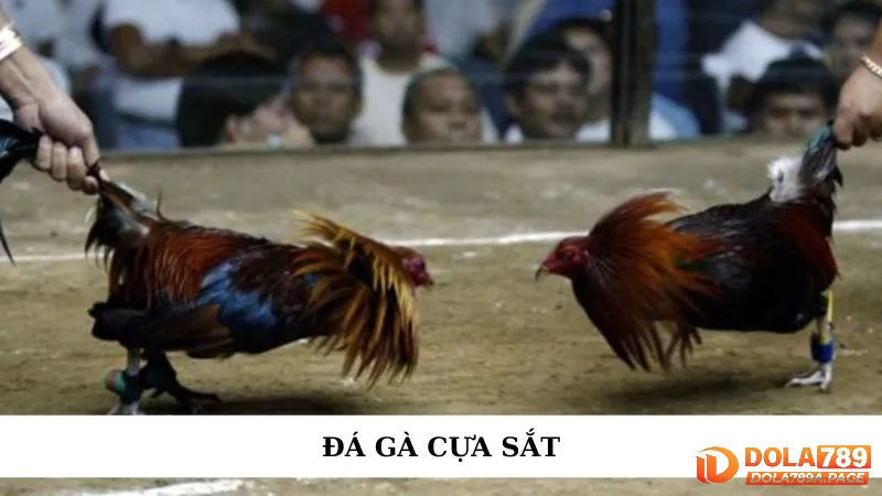 Đá gà cựa sắt DOLA789 - Tổng hợp các trận kê máu lửa 1 Đá gà cựa sắt