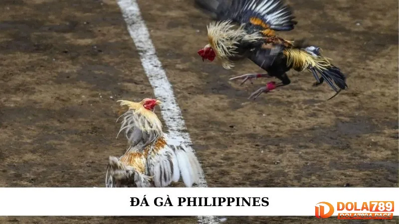 Đá gà Philippines - Xem những trận cựa dao kinh điển nhất 1 Đá gà Philippines