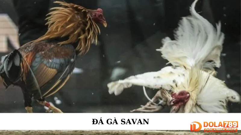 Trực tiếp đá gà Savan - Kèo chuẩn từ trường gà uy tín 1 Đá gà Savan