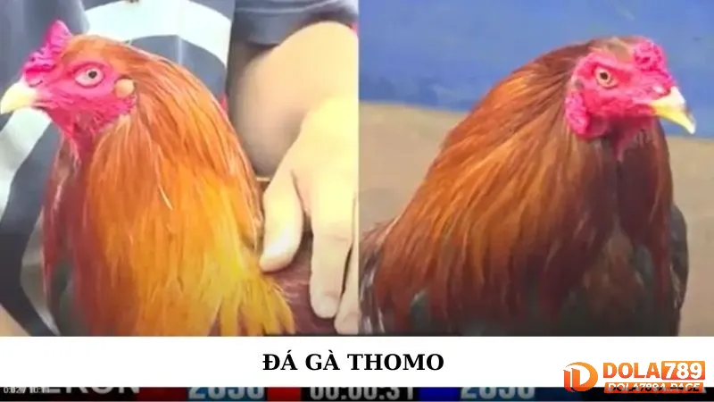 Đá gà Thomo trực tiếp hôm nay | Link xem nét căng tại Dola789 1 Đá gà Thomo