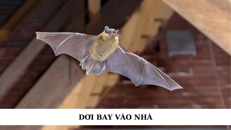 Dơi bay vào nhà là điềm gì? Tốt hay xấu? Đánh số mấy? 1 Dơi bay vào nhà